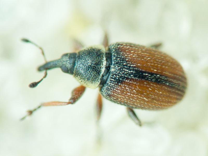 Gymnetron beccabungae Linnaeus, 1761